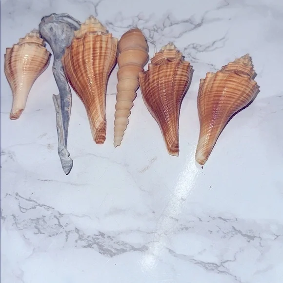 Shell decor - Picture 3 of 3